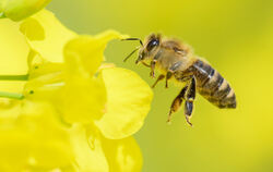 Wer einen naturnahen Garten in Metzingen, Neuhausen oder Glems bewirtschaftet, kann sich auf der Homepage bewerben. FOTO: STRATE