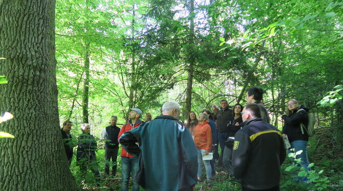 Waldumgang Wald Pliezhausen Forsteinrichtung Der Waldumgang in Pliezhausen führt vom Weg ab unter das Blätterdach.