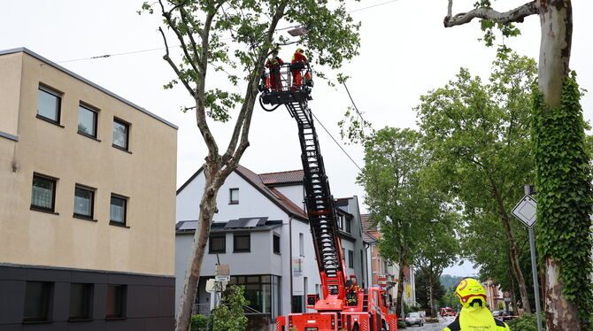 Die Pfullinger Feuerwehr fällt eine Platane in der Marktstraße, die durch das Unwetter in Schräglage gekommen ist.  FOTO: REISNE