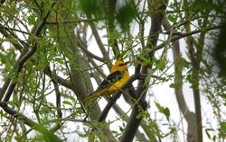 Der Pirol ist der Pfingstvogel schlechthin.  FOTOS: KÜNKELE