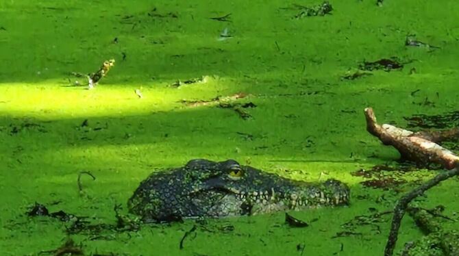Krokodil in Konstanz entpuppt sich als Attrappe