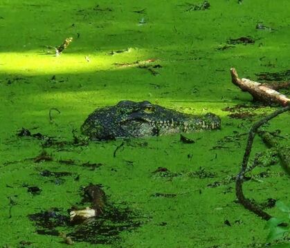 Krokodil in Konstanz entpuppt sich als Attrappe