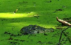 Krokodil in Konstanz entpuppt sich als Attrappe