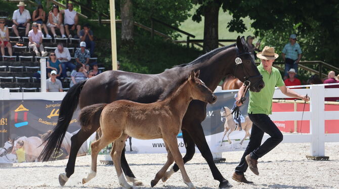 Fohlenschau Marbach Wie die Stute, so das Fohlen - mit Mama im Gleichtrab.