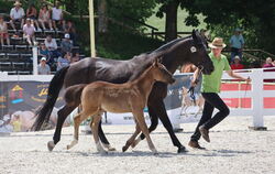 Wie die Stute, so das Fohlen - mit Mama im Gleichtrab.