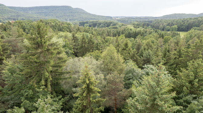 wald , bäume, natur Die Wälder in Baden-Württemberg haben zunehmend unter dem Klimawandel zu leiden.