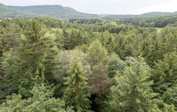 Die Wälder in Baden-Württemberg haben zunehmend unter dem Klimawandel zu leiden. 