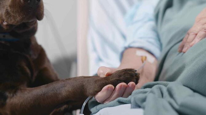 Therapiehunde schaffen in der palliativen Pflege Momente des Trostes.                FOTO:        TOMMY STOCK PROJECT/STOCK.ADOB