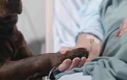 Therapiehunde schaffen in der palliativen Pflege Momente des Trostes.                FOTO:        TOMMY STOCK PROJECT/STOCK.ADOB