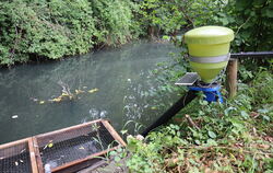 Am Ende des unteren Fischzuchtbeckens, das am Sonntag trocken lag, liegt ein Korb, in dem die Forelleneier aufgezogen werden. In