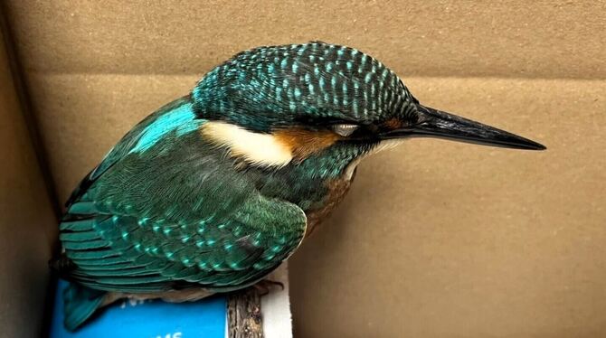 Der kleine Eisvogel machte im Tierheim Reutlingen Zwischenstation, bevor es für ihn ins Vogelschutzzentrum nach Mössingen ging.
