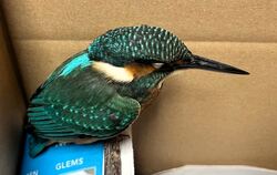 Der kleine Eisvogel machte im Tierheim Reutlingen Zwischenstation, bevor es für ihn ins Vogelschutzzentrum nach Mössingen ging.