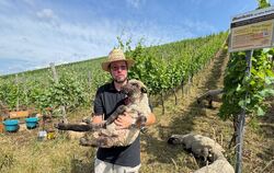 Stefan Reusch mit Luis, dem jüngsten Mitarbeiter, in seinem Weinberg.  FOTO: RUOF