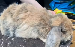 Dieses Kaninchen hatte schwere Wunden und Maden im Genitalbereich, die seine Ex-Besitzer auch noch mit Salz und Essig behandelt 
