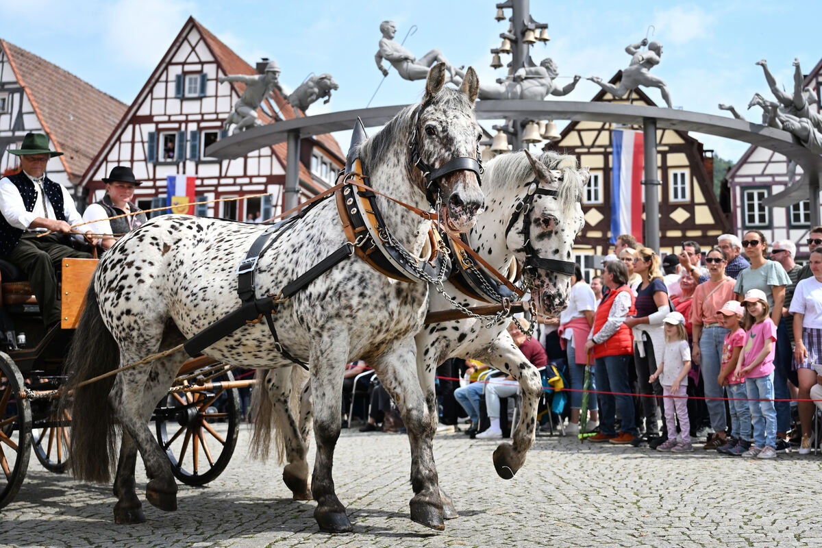 schaeferlauf_25_pieth_13
