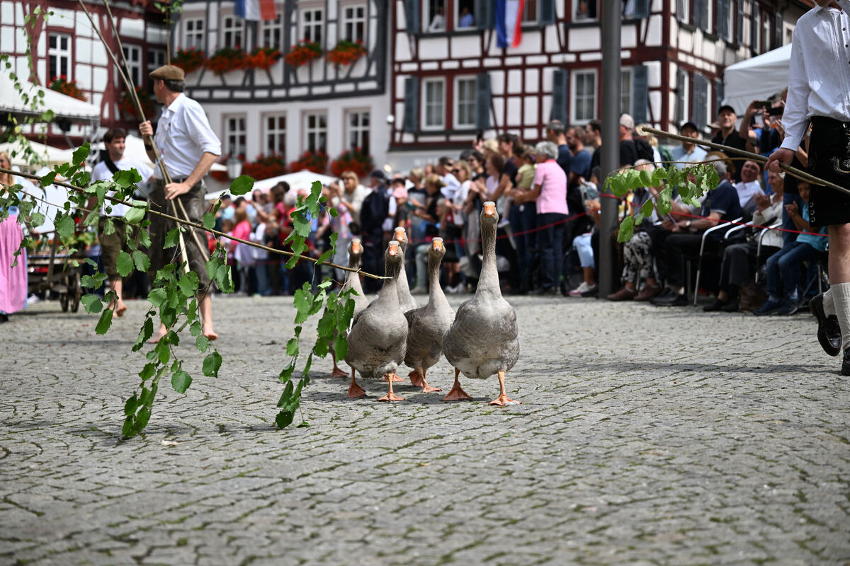 schaeferlauf_25_pieth_23