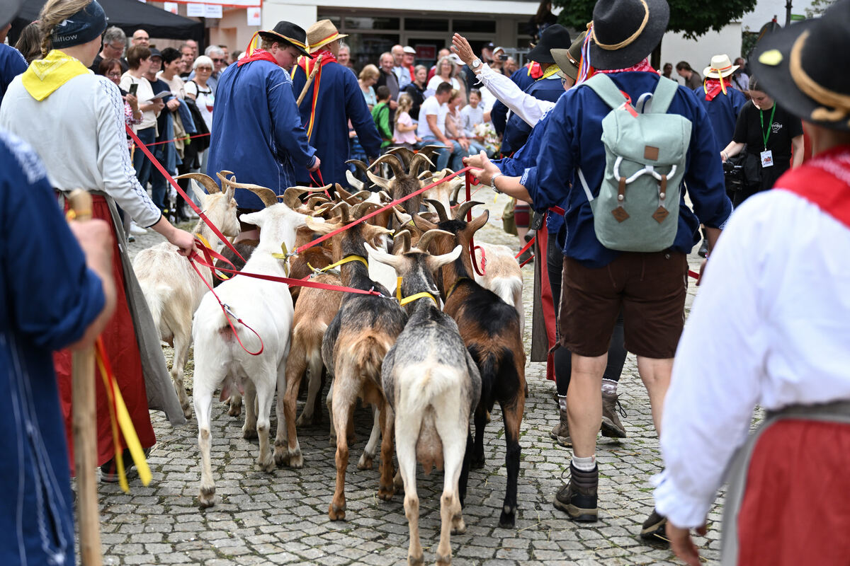 schaeferlauf_25_pieth_43