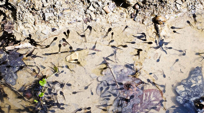Drainagegraben Gewand Achalmklinge mit Kaulquappen. Dieser Drainagegraben im Gewann Achalmklinge mit mehreren Tausend Kaulquappen ist inzwischen ausgetrocknet. Glücklicherweise kon