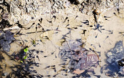 Dieser Drainagegraben im Gewann Achalmklinge mit mehreren Tausend Kaulquappen ist inzwischen ausgetrocknet. Glücklicherweise kon