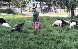 Sven Bruhn ist seit vielen Jahren Schafhalter. Er hält die Tiere aus Leidenschaft und als Hobby. Dass eines seiner Schafe von de