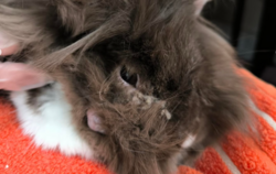 Krankes Kaninchen Tierheim Reulingen