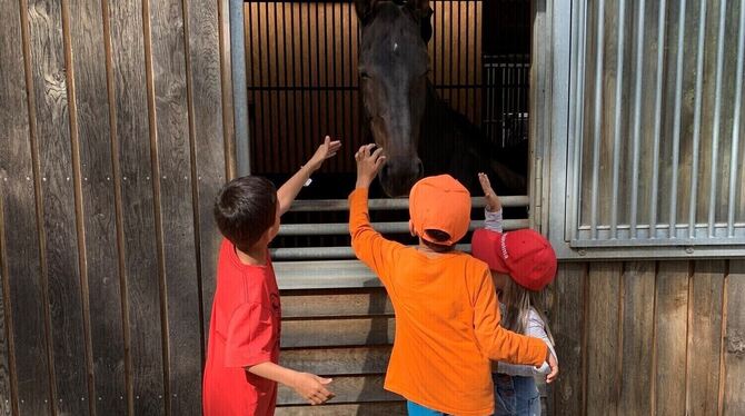 Reittherapie, Therapie, Reiten, Sonnenstrahlen, Verein, Krebs Die Reittherapie des Pfullinger Vereins Sonnenstrahlen hat Marias Kindern sehr geholfen.