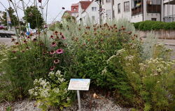 Auf den gemeindeeigenen Beeten wird nun mit Schafwollpellets gedüngt. Kleine Schilder machen darauf aufmerksam.