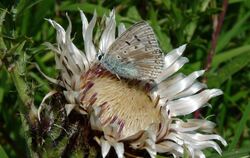 Ein schönes Paar: der Silbergrüne Bläuling und die Silberdistel.