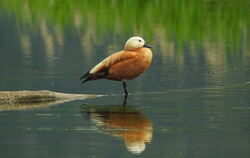 Die Rostgänse fliegen in der Balzzeit meist paarweise mit lautem Geschrei hintereinander her.  FOTOS: KÜNKELE