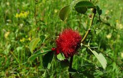Eine der vielen Erscheinungsformen eines Rosenkönigs.  FOTO: KÜNKELE