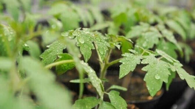 Mithilfe eines raffinierten Systems aktivierender und inaktivierender Signalmoleküle können Tomatenpflanzen harmlose Verletzunge