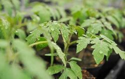 Mithilfe eines raffinierten Systems aktivierender und inaktivierender Signalmoleküle können Tomatenpflanzen harmlose Verletzunge