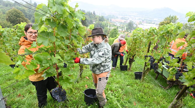 Gemeinderäte trotzen bei der Lese im städtischen Weinberg dem Regen.