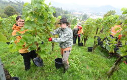 Gemeinderäte trotzen bei der Lese im städtischen Weinberg dem Regen.