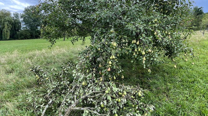 Streuobst Birne Ernte Zu viele Früchte, zu trockenes Geäst: Dieser junge Pastoren-Birnbaum in Belsen ist unter der Last seiner Früchte zusammengebroch