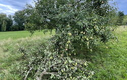 Zu viele Früchte, zu trockenes Geäst: Dieser junge Pastoren-Birnbaum in Belsen ist unter der Last seiner Früchte zusammengebroch