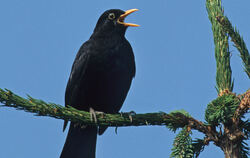 Die früher viel gesehene Amsel wird von immer weniger Kindern und Jugendlichen erkannt als noch vor 20 Jahren.