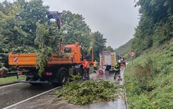 Ein umgestürzter Baum blockierte die Honauer Steige.