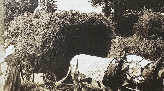 Jubiläum Heuernte in Aichelau.