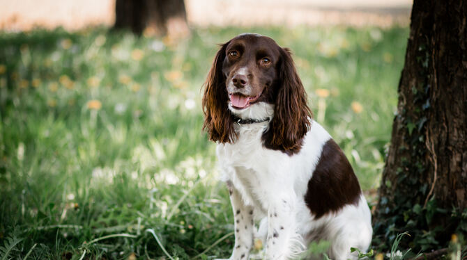 Tiergestützte Pädagogik Mosby Mosby kann seinen ersten »Arbeitstag« kaum erwarten.