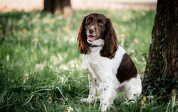 Mosby kann seinen ersten »Arbeitstag« kaum erwarten.