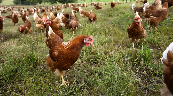 Sickenhausen Landwirt Zeeb Hennen Hühner Noch dürfen die Hühner auf dem Hof von Frank Zeeb ins Freie.