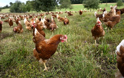 Sickenhausen Landwirt Zeeb Hennen Hühner Noch dürfen die Hühner auf dem Hof von Frank Zeeb ins Freie.
