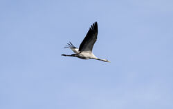Weitere Entwicklung bei der Geflügelpest