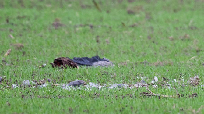 lbn, brb, Krankheiten, Agrar, Tiere Zahlreiche Kraniche fallen der Geflügelpest zum Opfer - wie hier in Brandenburg. Nun sorgte ein gefundener Kranich für den erste
