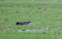 Zahlreiche Kraniche fallen der Geflügelpest zum Opfer - wie hier in Brandenburg. Nun sorgte ein gefundener Kranich für den erste