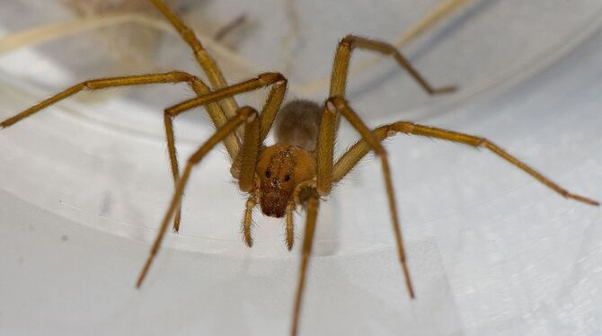 Chilenische Einsiedlerspinne in Tübingen Chilenische Einsiedlerspinne in Tübingen