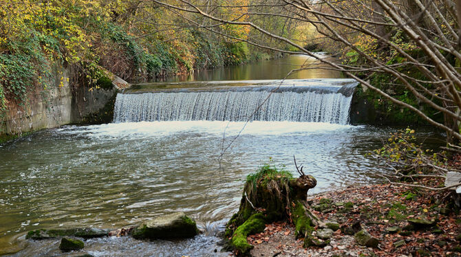 Wehranlage Echaz Unüberwindbares Hindernis für die Gewässer-Bewohner: Die alte Wehrmauer auf Höhe der Betzinger Kläranlage wird abgebrochen, um d