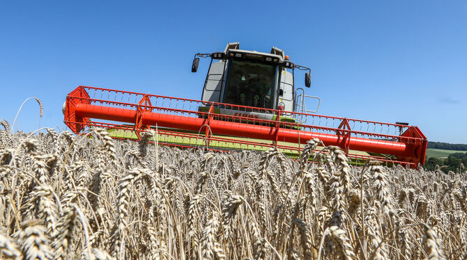 bwg, lsw, Wirtschaft, Sommer, Ernte, Landwirtschaft, Agrar, Buntes, Wetter Eine durchschnittliche bis gute Getreideernte verzeichnete der Kreisbauernverband Tübingen in diesem Jahr. Negativ entwickelt ha