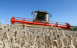 Eine durchschnittliche bis gute Getreideernte verzeichnete der Kreisbauernverband Tübingen in diesem Jahr. Negativ entwickelt ha